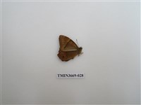 藏品(眼蝶科)的圖片